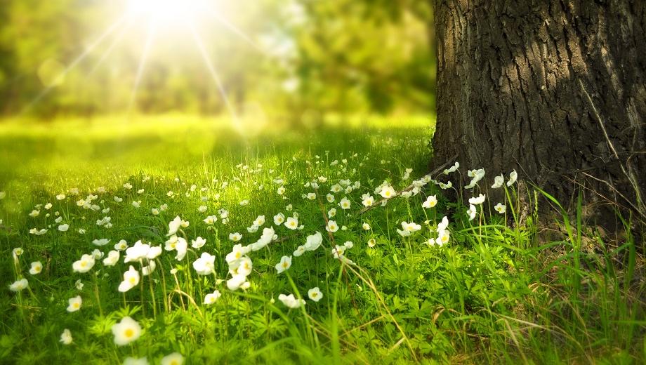White flowers blooming under a tree in daytime